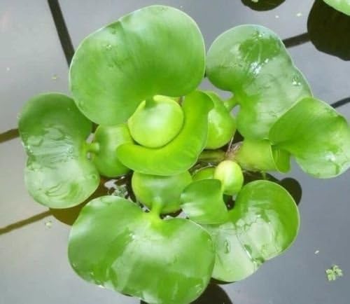 Water Hyancinth - Floating Live Pond Plant by Aquarium Plants Discounts
