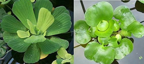 Water Lettuce (Pistia stratiotes) and Water Hyacinth (Eichhornia crassipes) Bundle (5 Water Lettuce (Pistia stratiotes) and 5 Water Hyacinth (Eichhornia crassipes) Bundle, 5, Count)