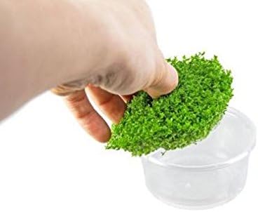 (1-Cup) Dwarf Baby Tears Carpet Imported Direct from Grower Live Aquarium Plants Decoration Tissue Culture for Freshwater Aquatic Plant Tank by Mainam