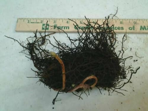 10 Cinnamon Fern Rhizomes - Shade Perennial Fern Roots - Osmundastrum cinnamomeum - (10 Pack)