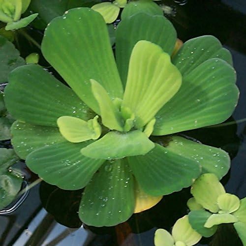 Floating Plant Bundle – Live Aquatic Plants for Ponds & Aquariums (1 Water Lettuce (Pistia stratiotes) and 1 Water Hyacinth (Eichhornia crassipes) Bundle, 1, Count)