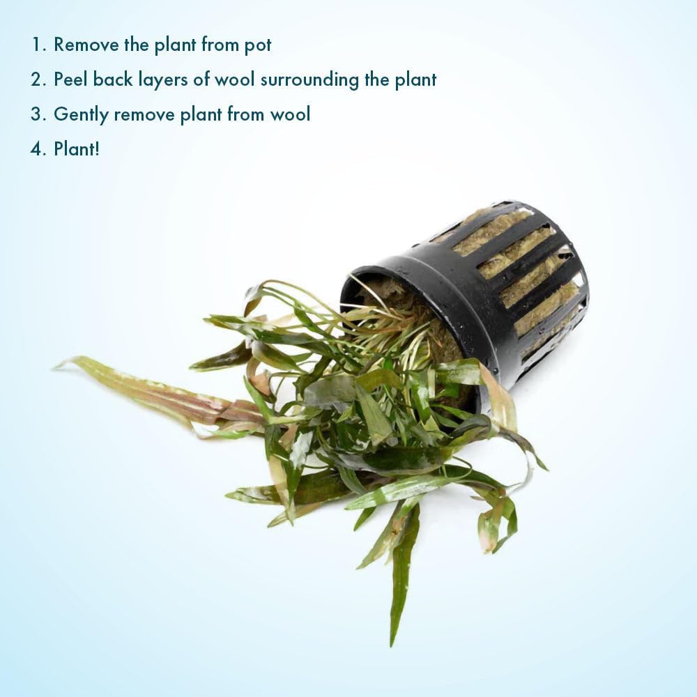 SubstrateSource Live Plants - Cryptocoryne Axelrodi (Cryptocoryne axelrodi) - Low to Medium Light, Olive to Reddish-Brown Freshwater Aquatic Plant, Midground Placement for Aquascaping - Pot, 1 Pack