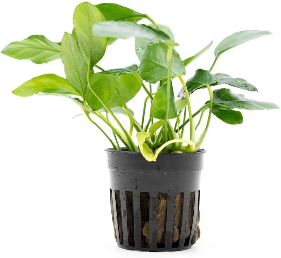 SubstrateSource Live Plants – Anubias Nana Paxing (Anubias barteri VAR. Nana 'Paxing') – Low to Moderate Light, Deep Green Color Small Rounded Leaves, Foreground to Midground - Pot - 3 Pack