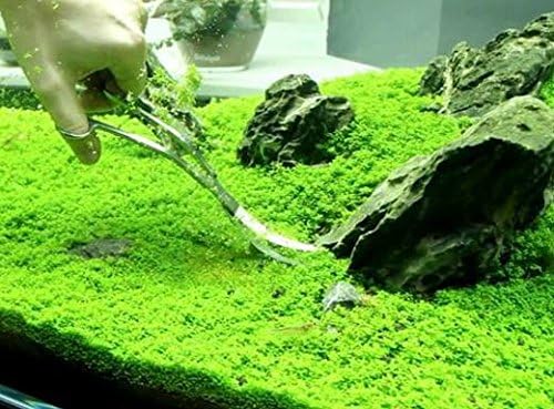 (3-Cup) Dwarf Baby Tears Carpet Imported Direct from Grower Live Aquarium Plants Tissue Culture for Freshwater Aquatic Plant Tank by Mainam