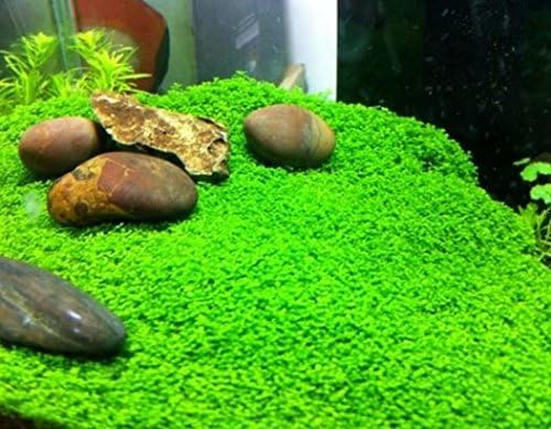 (3-Cup) Dwarf Baby Tears Carpet Imported Direct from Grower Live Aquarium Plants Tissue Culture for Freshwater Aquatic Plant Tank by Mainam