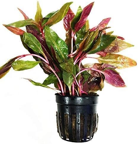 (Alternanthera Reineckii VAR. Rosaefolia) Greenpro Alternanthera Reineckii Potted Live Aquarium Plants Easy Super Red Plants