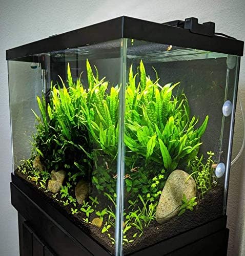 (20+ Leaves) Microsorum Pteropus Java Fern Live Aquarium Plant Tall Bunch Aquatic Fish Tank Decoration