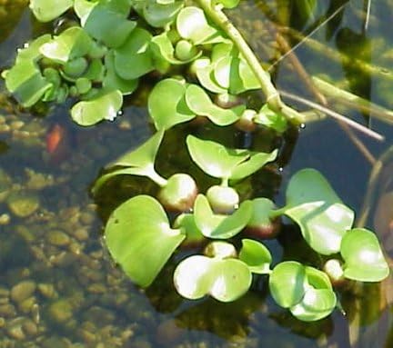 Water Hyancinth - Floating Live Pond Plant by Aquarium Plants Discounts