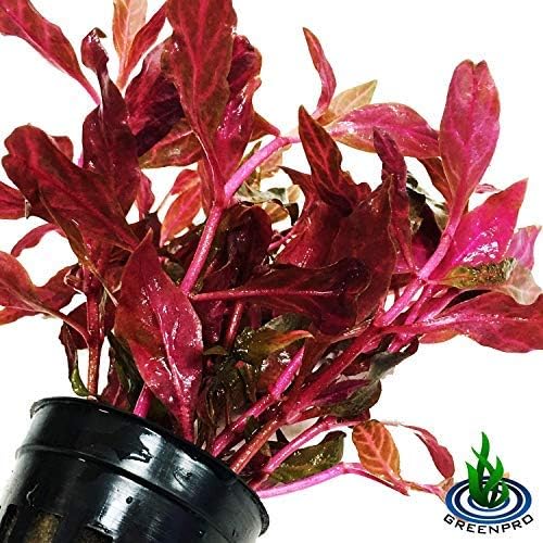 (Alternanthera Reineckii VAR. Rosanervig) Greenpro Alternanthera Reineckii Potted Live Aquarium Plants Easy Super Red Plants