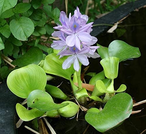 Water Lettuce (Pistia stratiotes) and Water Hyacinth (Eichhornia crassipes) Bundle (3 Water Lettuce (Pistia stratiotes) and 3 Water Hyacinth (Eichhornia crassipes) Bundle, 3, Count)