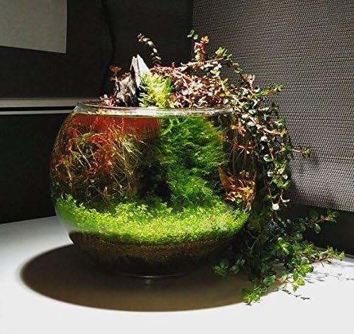 (1-Cup) Dwarf Baby Tears Carpet Imported Direct from Grower Live Aquarium Plants Decoration Tissue Culture for Freshwater Aquatic Plant Tank by Mainam