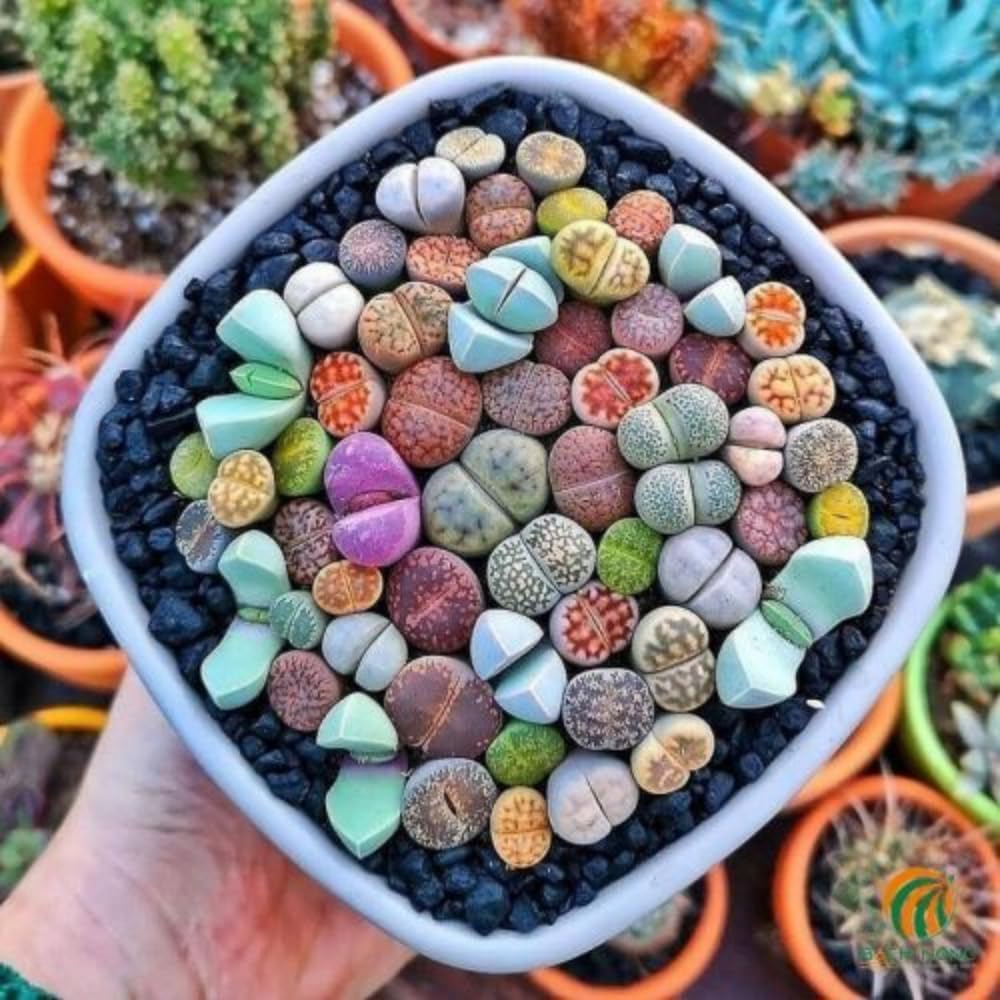 10 Lithops Live Plants, Mixed Living Stones Succulents, 1 Year Old Lithops, Easy Care Succulent Plant for Indoor Garden