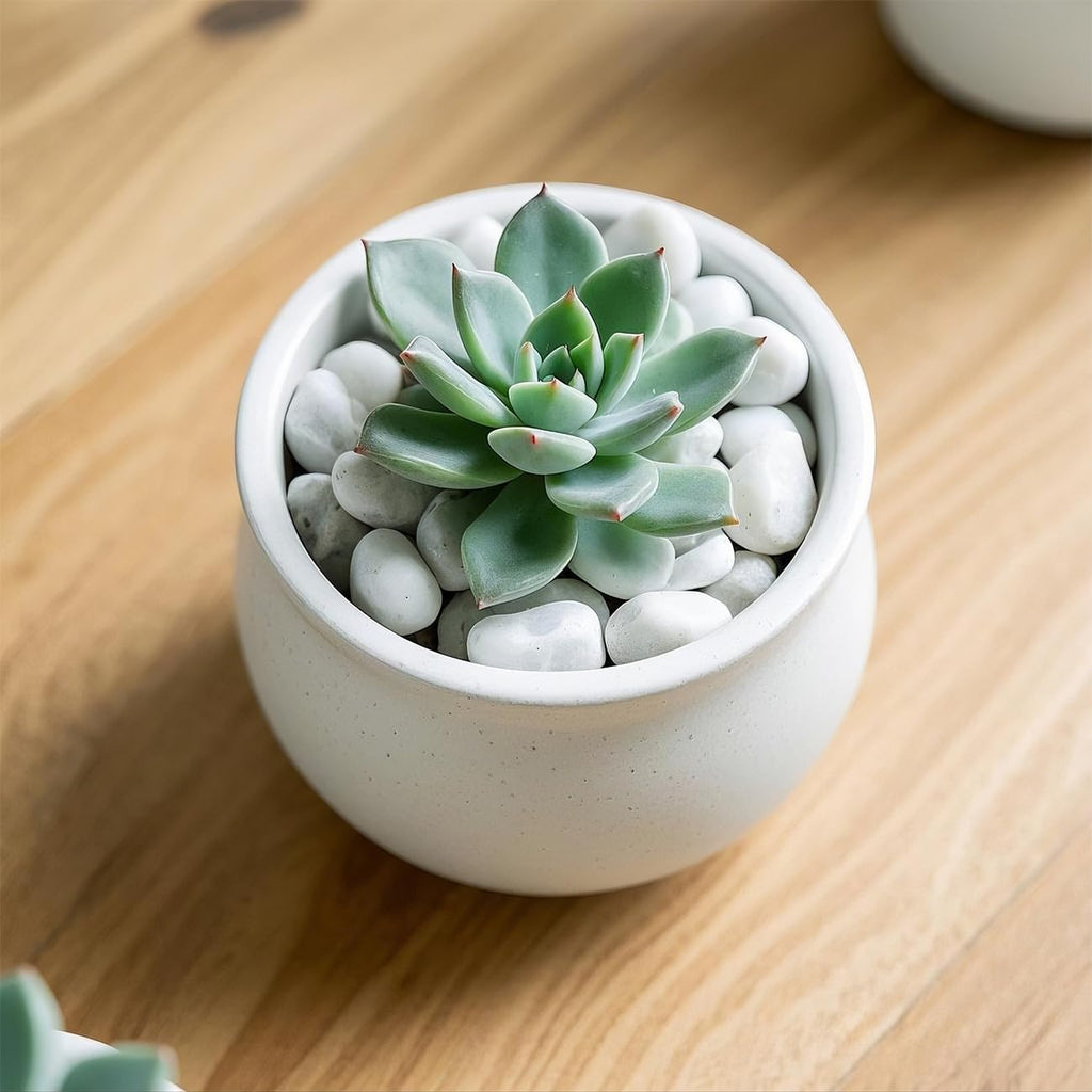 1 Pack 5 Lbs Random Color River Rocks for Plants,0.8-1.5 Inch Decorative Ornamental Pebbels, High Polished Stones for Garden Landscaping, Smooth Gravel Filler, Succulents, Fish Tank, White/Yellow