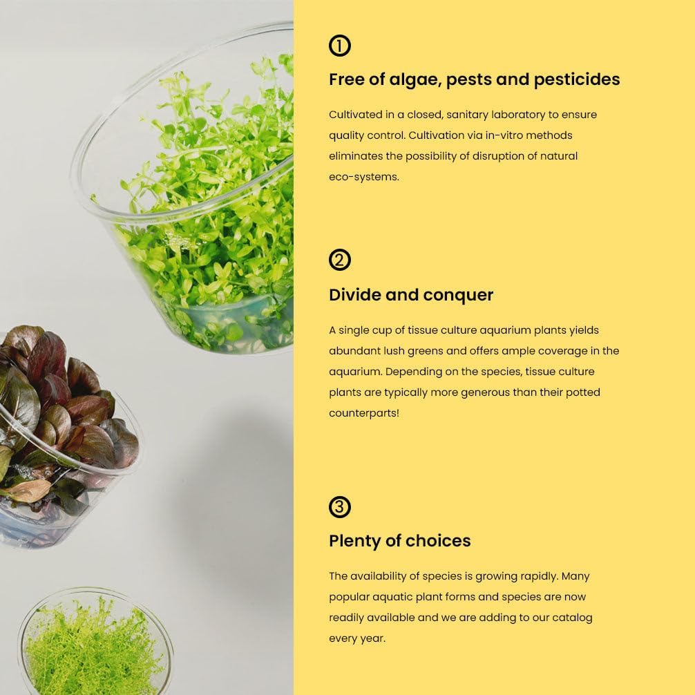 Ultum Nature Systems Live Tissue Culture - Pogostemon Erectus - Moderate - Medium to High Light - Bright Green Accent - Background - 100% Snail Free Grown in-Vitro - Regular Cup