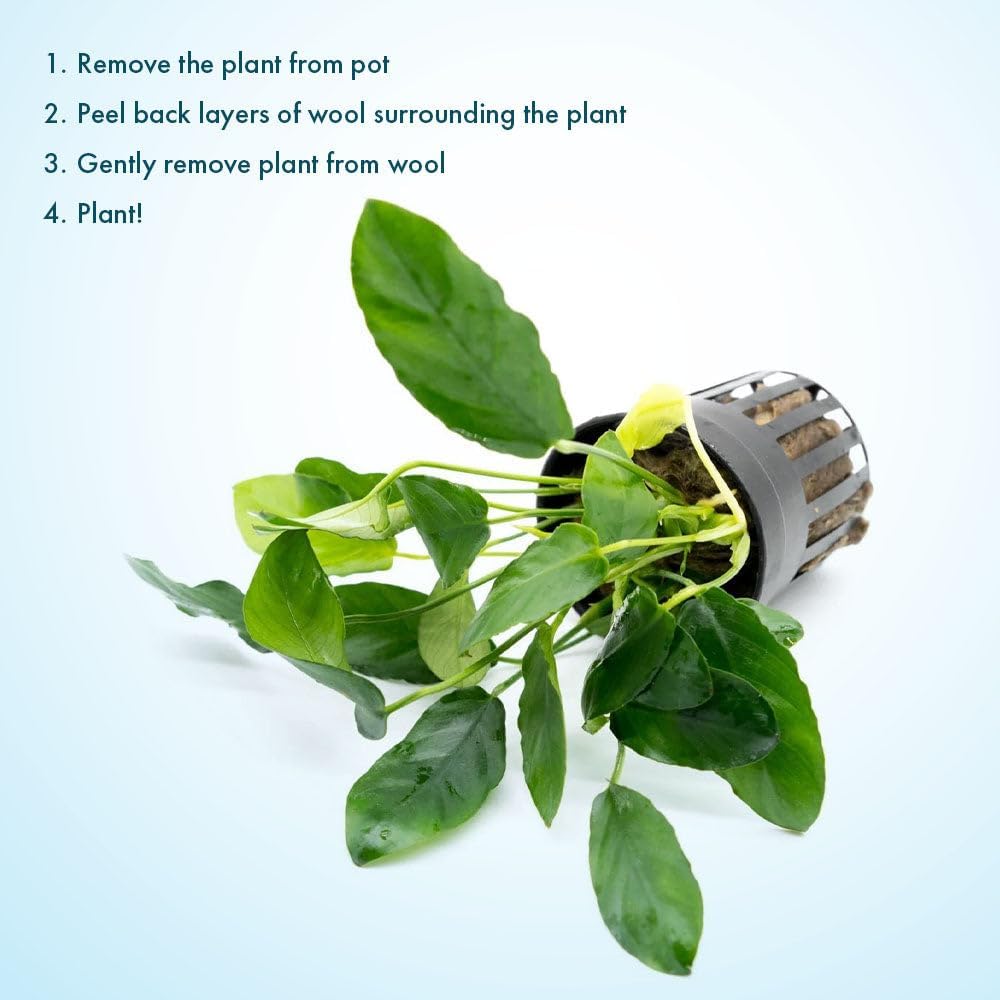 SubstrateSource Live Plants – Anubias Nana Paxing (Anubias barteri VAR. Nana 'Paxing') – Low to Moderate Light, Deep Green Color Small Rounded Leaves, Foreground to Midground - Pot - 3 Pack