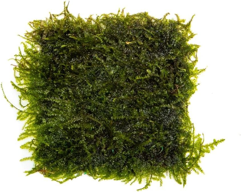 SubstrateSource Live Plants - Weeping Moss (Vesicularia ferriei) - Low to Medium Light, Bright Green Accent Freshwater Aquatic Moss, Foreground Placement for Aquascaping - Stainless Steel, 1 Pack