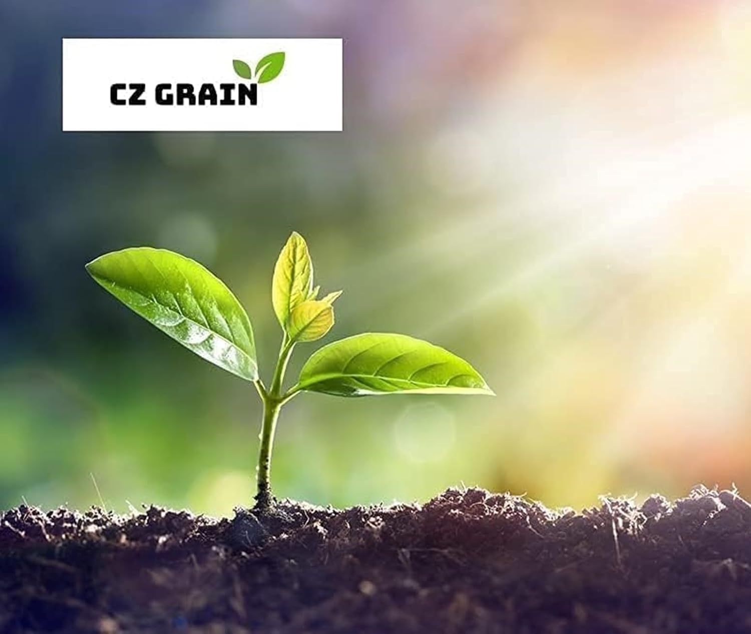 Bonsai Bowl Lily Pad Plant, Not Seeds, Healthy Rootstock of Water Lily Pad (3 Plants)