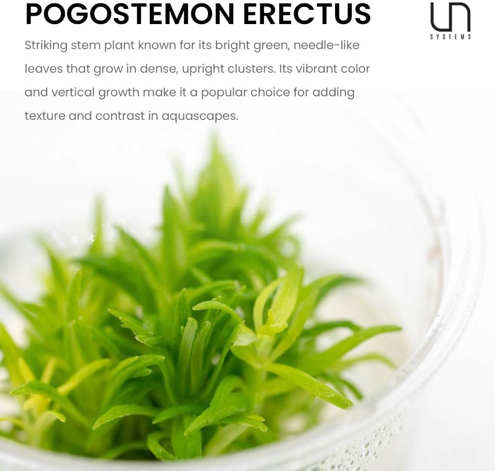 Ultum Nature Systems Live Tissue Culture - Pogostemon Erectus - Moderate - Medium to High Light - Bright Green Accent - Background - 100% Snail Free Grown in-Vitro - Regular Cup