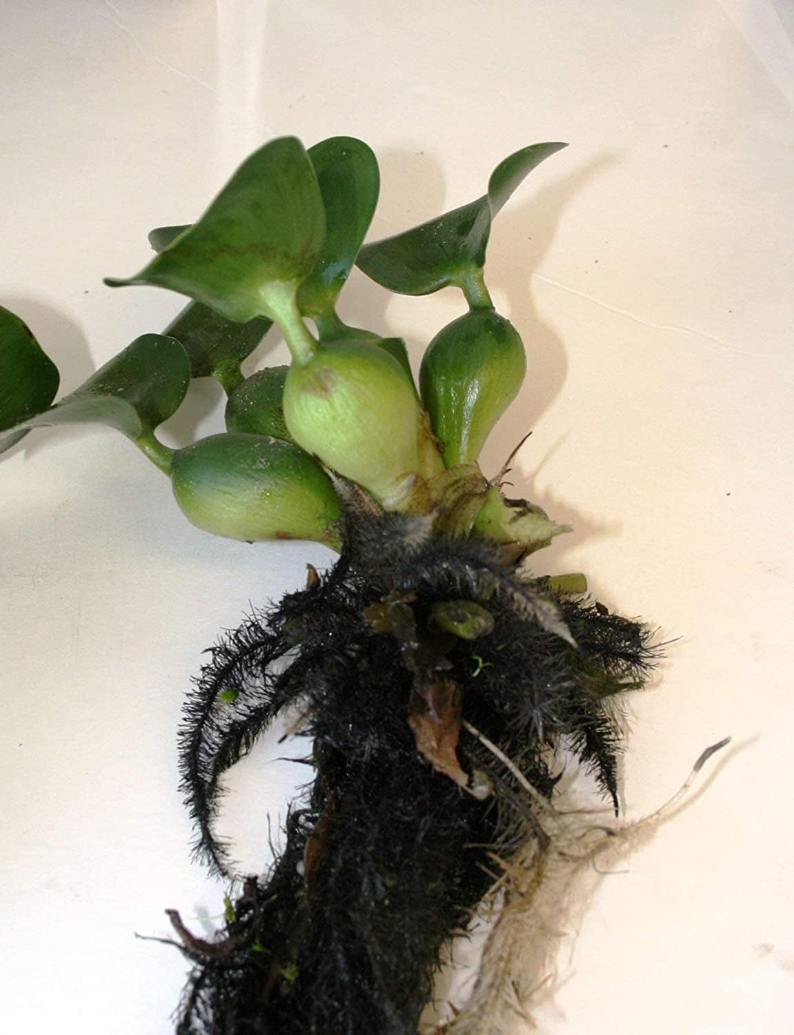 Water Lettuce (Pistia stratiotes) and Water Hyacinth (Eichhornia crassipes) Bundle (5 Water Lettuce (Pistia stratiotes) and 5 Water Hyacinth (Eichhornia crassipes) Bundle, 5, Count)