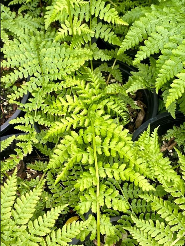 10 Lady Fern Plants Live, Live Fern Plants Outdoors, 10 Bare Roots for Gardening, Not Plant