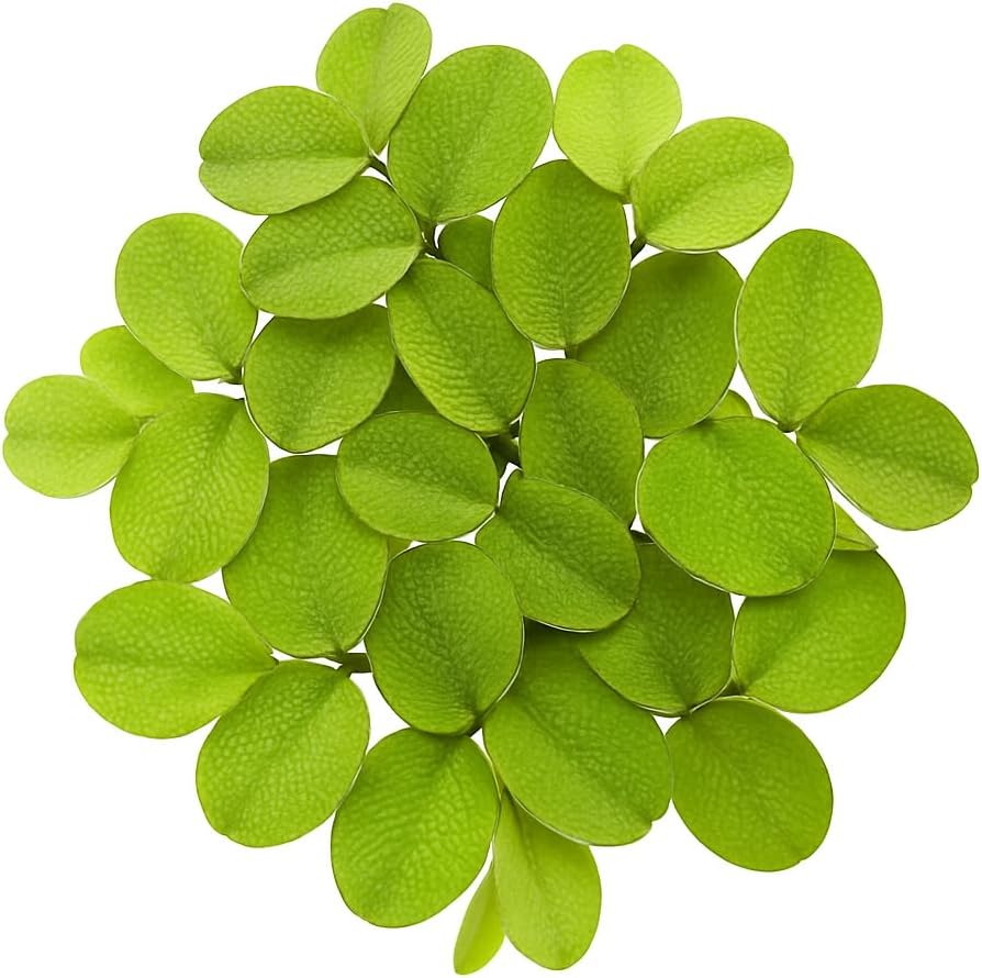 Salvinia Minima 50 + Leaves Live Floating Pond Aquarium Plant Freshwater Tanks Ponds Aquascapes Water Gardens Natural Water Filtration Purifier Easy Care Fast Growing Natural Shade Cover Betta Shrimp