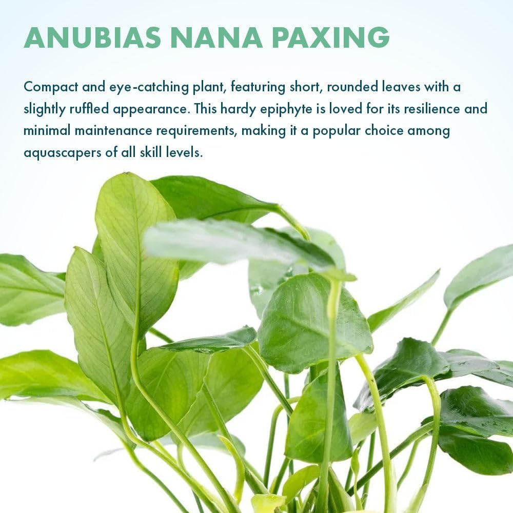 SubstrateSource Live Plants – Anubias Nana Paxing (Anubias barteri VAR. Nana 'Paxing') – Low to Moderate Light, Deep Green Color Small Rounded Leaves, Foreground to Midground - Pot - 3 Pack