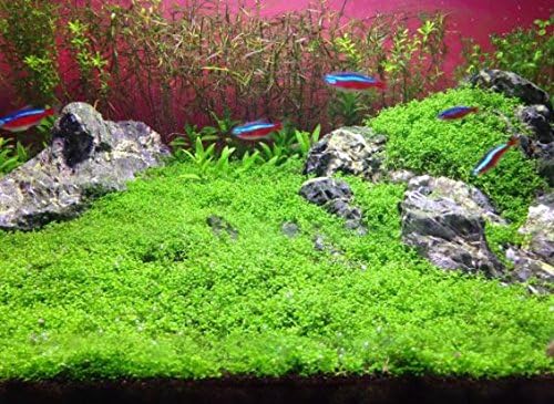 (3-Cup) Dwarf Baby Tears Carpet Imported Direct from Grower Live Aquarium Plants Tissue Culture for Freshwater Aquatic Plant Tank by Mainam
