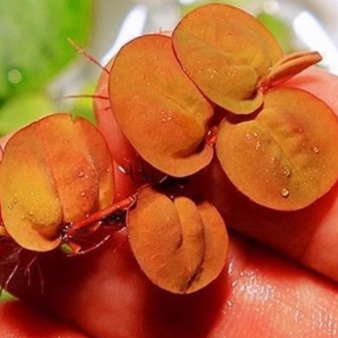 30+ Red Root Floater Plants Live, Aquarium Plants Live, Live Floating Plant for Aquarium, Aquatic Live Plants