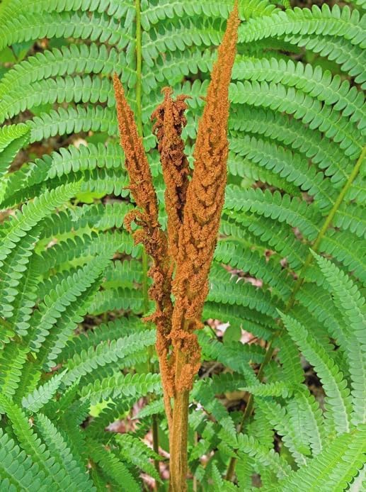 10 Cinnamon Fern Rhizomes - Shade Perennial Fern Roots - Osmundastrum cinnamomeum - (10 Pack)