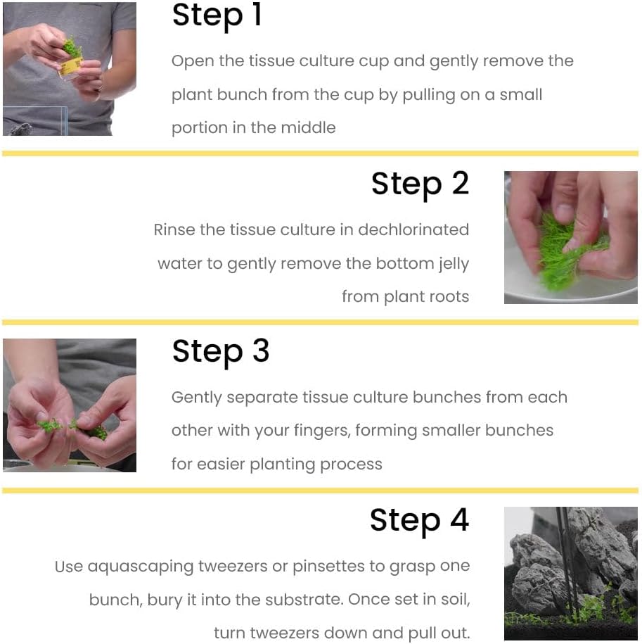 Ultum Nature Systems Live Tissue Culture - Pogostemon Erectus - Moderate - Medium to High Light - Bright Green Accent - Background - 100% Snail Free Grown in-Vitro - Regular Cup
