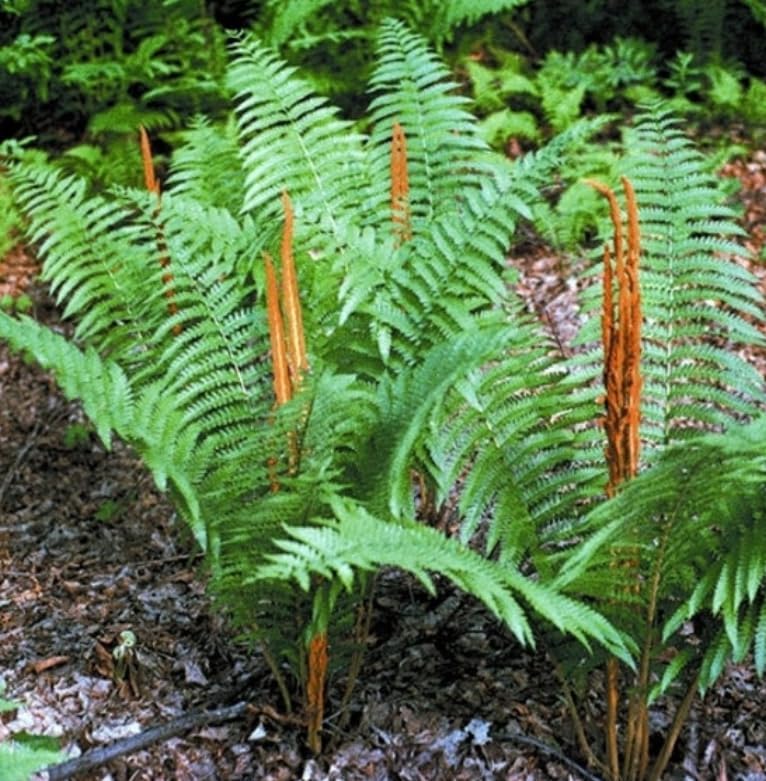10 Cinnamon Fern Rhizomes - Shade Perennial Fern Roots - Osmundastrum cinnamomeum - (10 Pack)