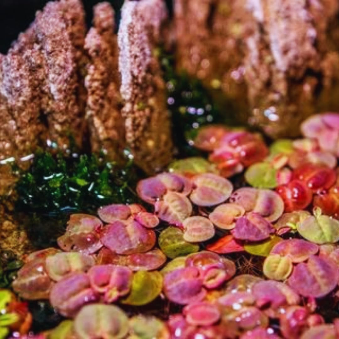 30+ Red Root Floater Plants Live, Aquarium Plants Live, Live Floating Plant for Aquarium, Aquatic Live Plants