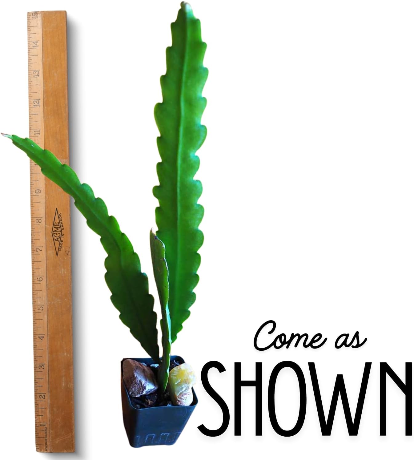 1 Feet Epiphyllum Orchid Cactus Plants Live, Red Orchird Cactus Fully-Rooted in 4" Pot, Cold Hardy, Fragrant