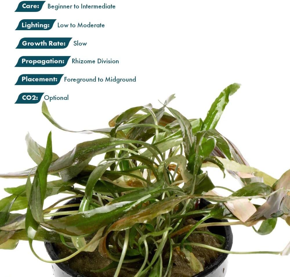 SubstrateSource Live Plants - Cryptocoryne Axelrodi (Cryptocoryne axelrodi) - Low to Medium Light, Olive to Reddish-Brown Freshwater Aquatic Plant, Midground Placement for Aquascaping - Pot, 1 Pack