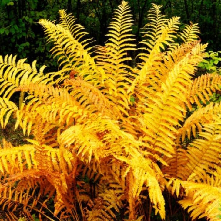 10 Cinnamon Fern Rhizomes - Shade Perennial Fern Roots - Osmundastrum cinnamomeum - (10 Pack)