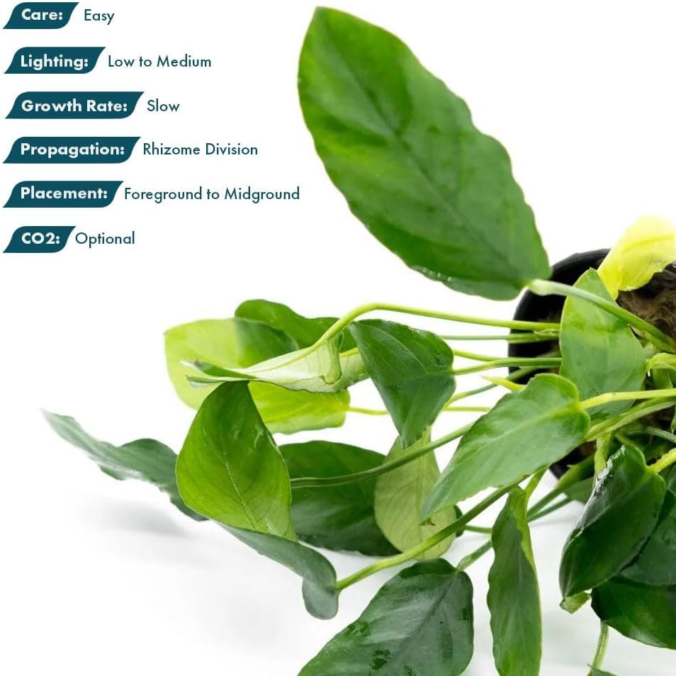 SubstrateSource Live Plants – Anubias Nana Paxing (Anubias barteri VAR. Nana 'Paxing') – Low to Moderate Light, Deep Green Color Small Rounded Leaves, Foreground to Midground - Pot - 3 Pack