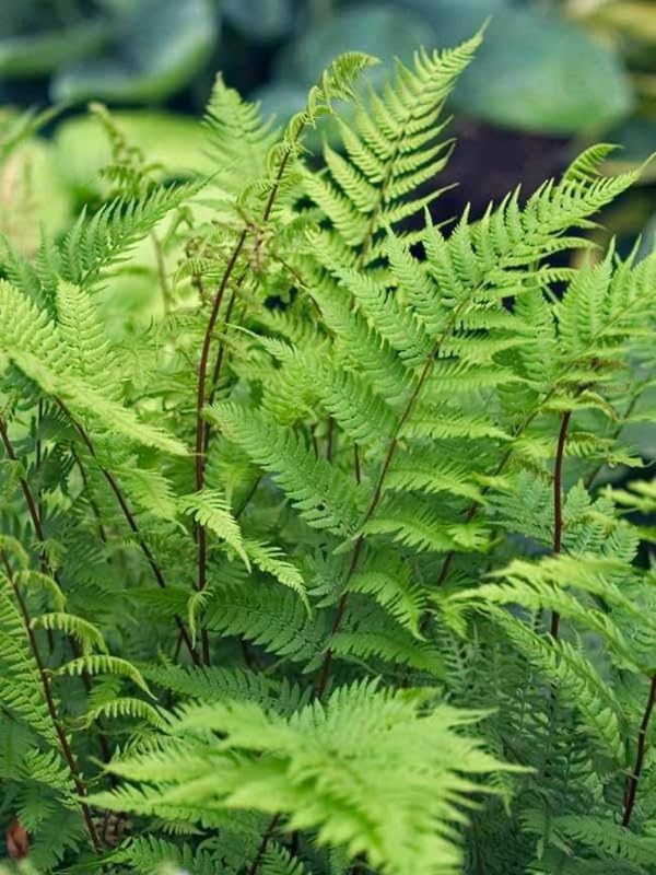 10 Lady Fern Plants Live, Live Fern Plants Outdoors, 10 Bare Roots for Gardening, Not Plant
