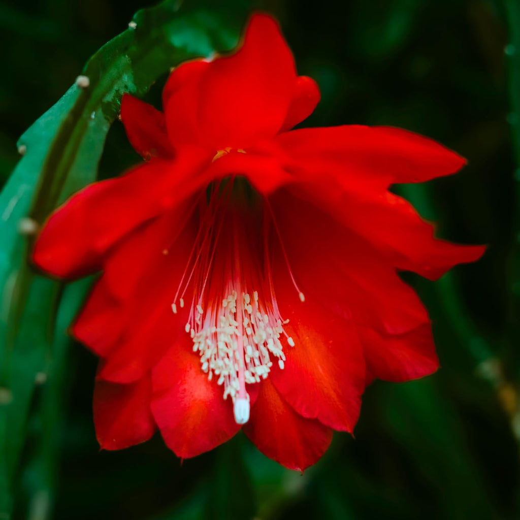 1 Feet Epiphyllum Orchid Cactus Plants Live, Red Orchird Cactus Fully-Rooted in 4" Pot, Cold Hardy, Fragrant