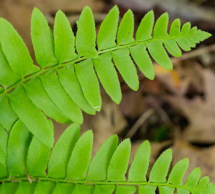 10 Christmas Fern Roots/Rhizomes - Polystichum acrostichoides - (10 Pack)