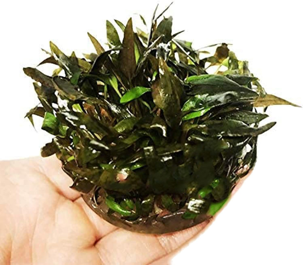 (Cryptocoryne Wendtii Brown) Cryptocoryne Assorted Tissue Culture Cup Freshwater Live Aquarium Plants Decoration BUY2GET1FREE