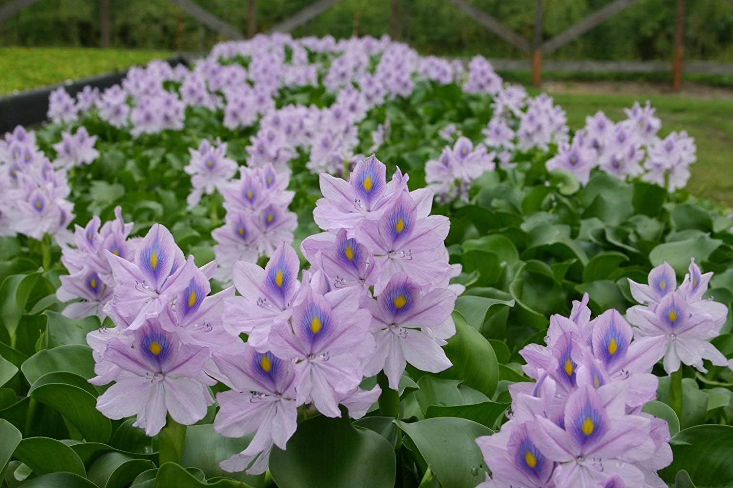 Water Lettuce (Pistia stratiotes) and Water Hyacinth (Eichhornia crassipes) Bundle (2 Water Lettuce (Pistia stratiotes) and 2 Water Hyacinth (Eichhornia crassipes) Bundle, 2, Count)