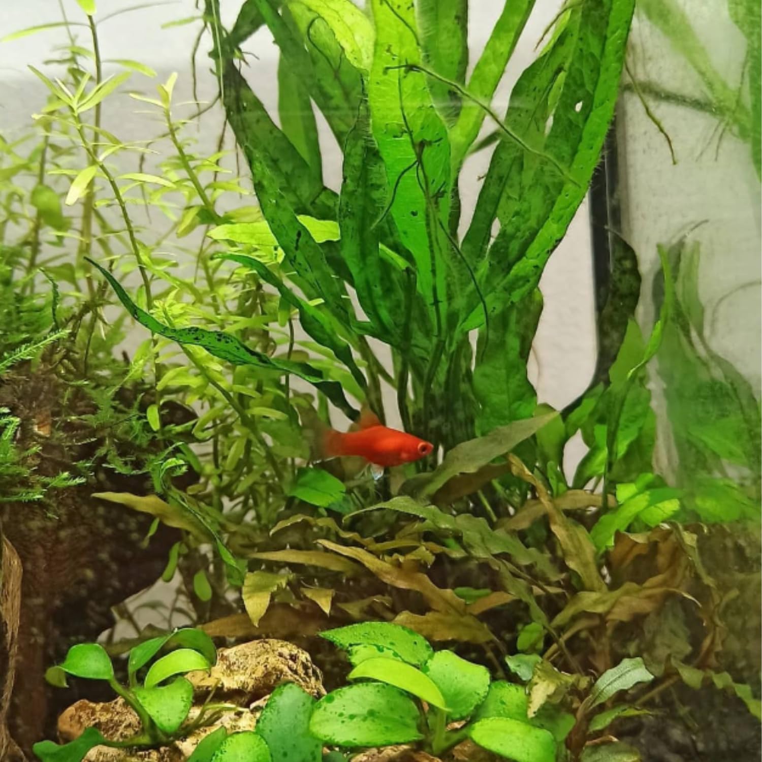 (Cryptocoryne Mioya) Cryptocoryne Assorted Tissue Culture Cup Freshwater Live Aquarium Plants Decoration BUY2GET1FREE