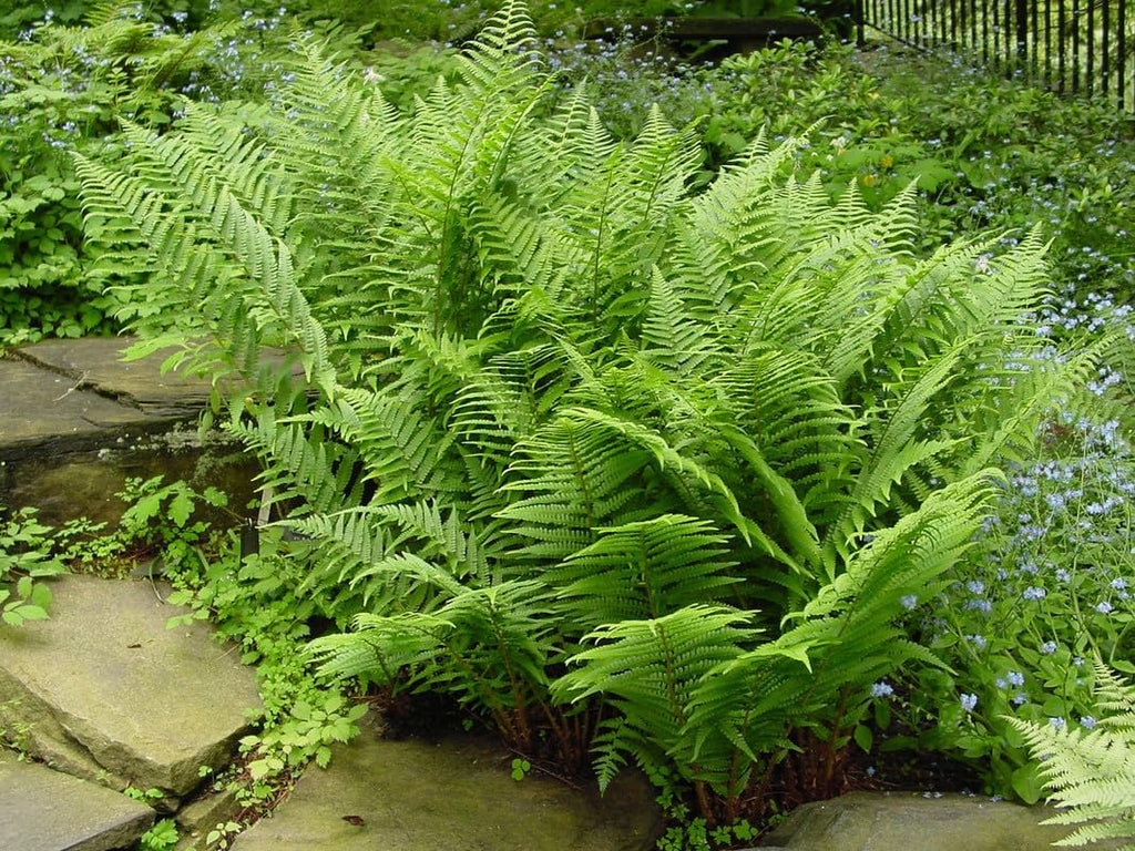10 Lady Fern Plants Live, Live Fern Plants Outdoors, 10 Bare Roots for Gardening, Not Plant