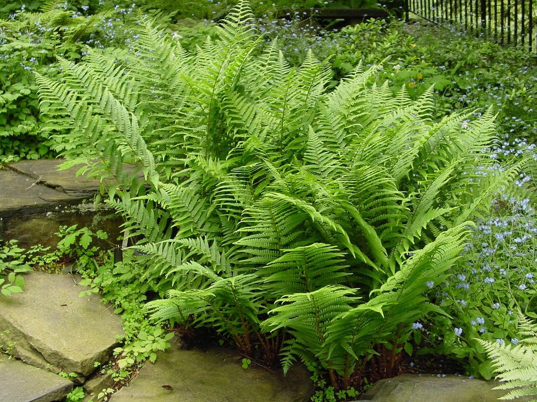 10 Lady Fern Plants Live, Live Fern Plants Outdoors, 10 Bare Roots for Gardening, Not Plant