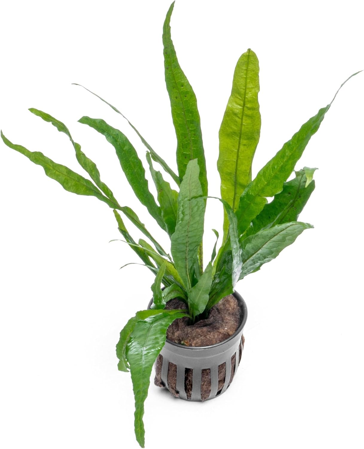 SubstrateSource Live Plants - Microsorum Pteropus ‘Narrow’ (Microsorum pteropus) - Low to Medium Light, Deep Green Accent Aquatic Epiphytic Plant, Midground to Background Placement - Pot, 1 Pack