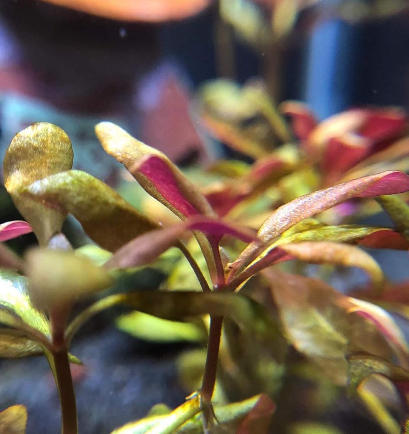 (1 Cup) Mainam Alternanthera Reineckii Mini Red 2" Tissue Culture Freshwater Red Stem Live Aquarium Plant