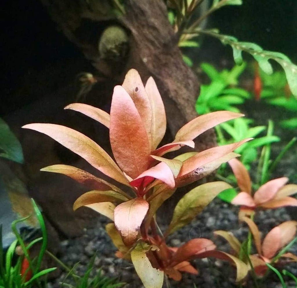 (1 Cup) Mainam Alternanthera Reineckii Mini Red 2" Tissue Culture Freshwater Red Stem Live Aquarium Plant