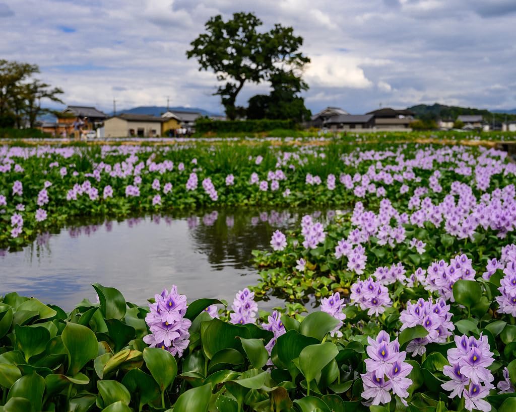 Floating Flowering Plant – Live Aquatic Plants for Ponds & Aquariums (5 Common Water Hyacinth (Eichhornia crassipes), 5, Count)