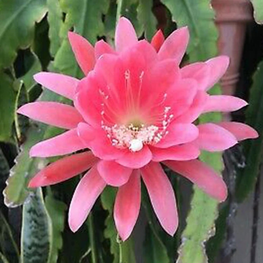 1 Feet Epiphyllum Orchid Cactus Plants Live, Pink Orchird Cactus Fully-Rooted in 4" Pot, Cold Hardy, Fragrant