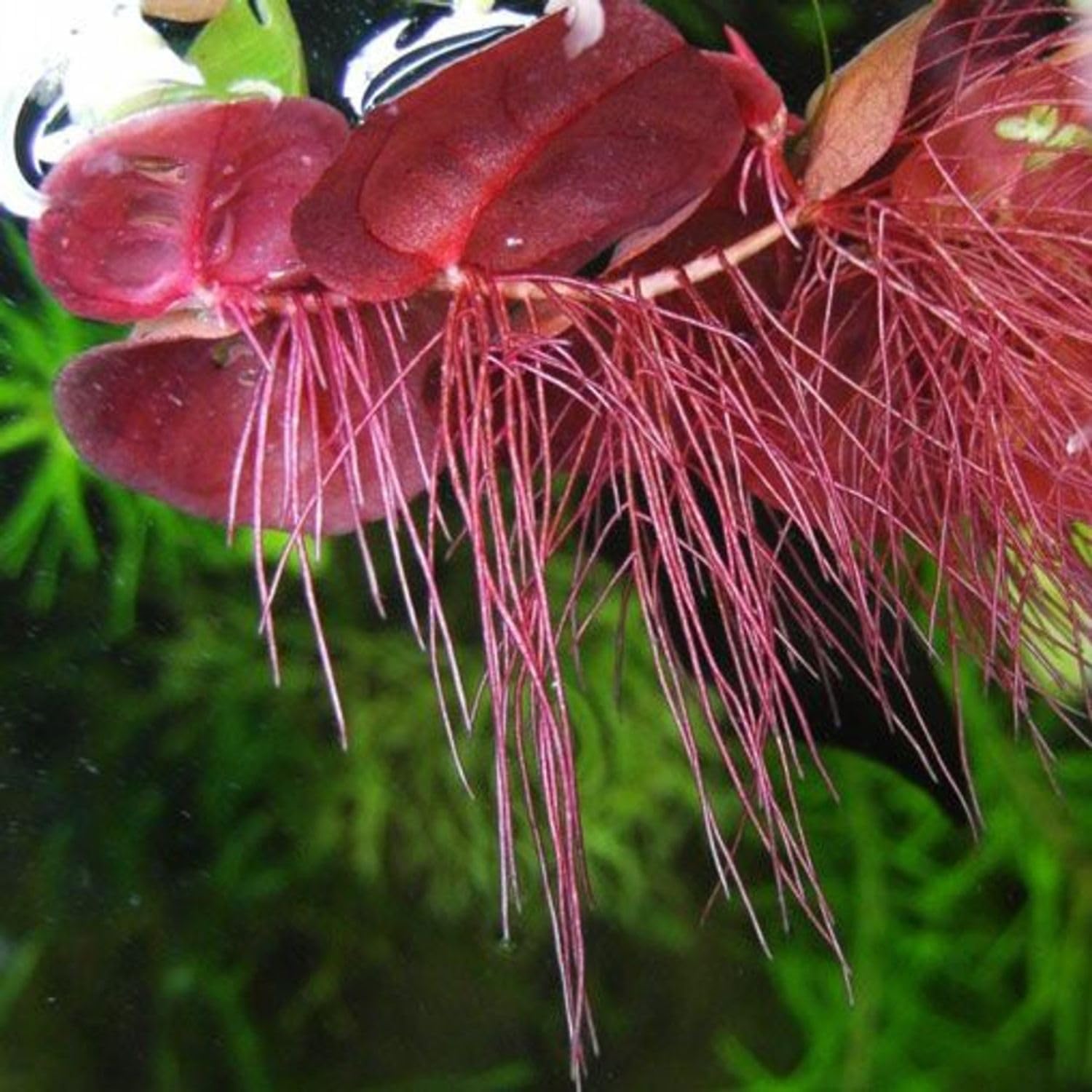 30+ Red Root Floater Plants Live, Aquarium Plants Live, Live Floating Plant for Aquarium, Aquatic Live Plants